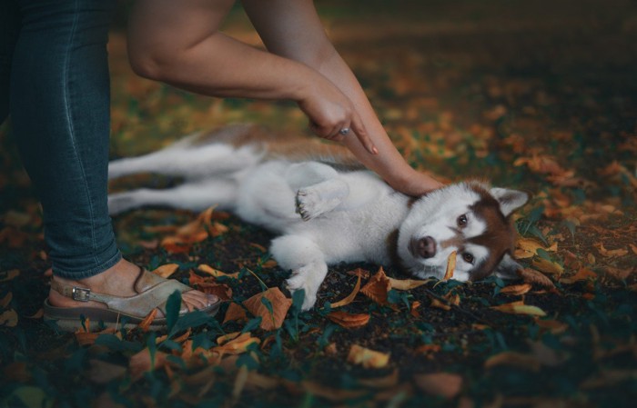 押し倒されて怒られる犬