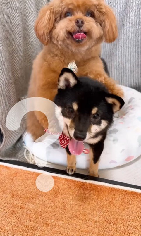 もっちゃん＆ふーちゃんのハウス4