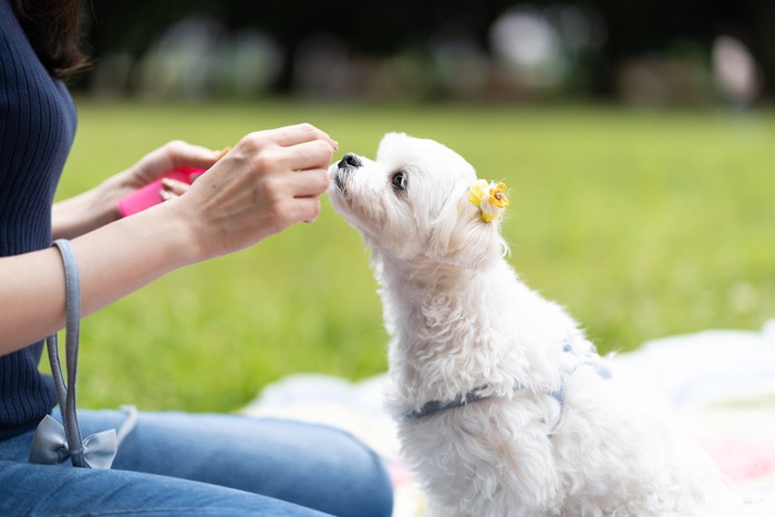 飼い主の手から食べ物をもらっているマルチーズ