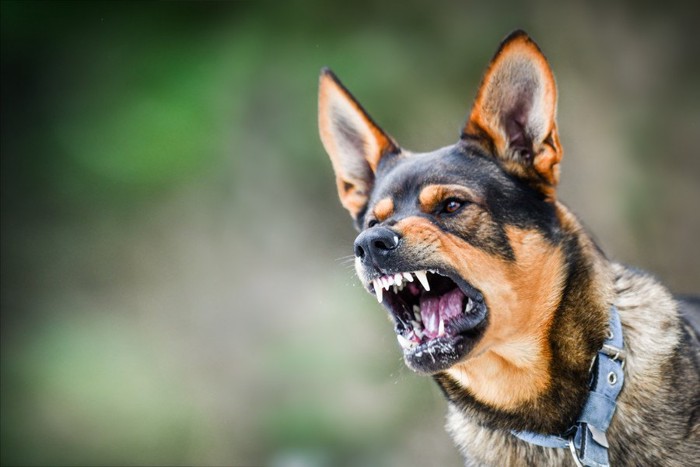 厳しい顔をする犬