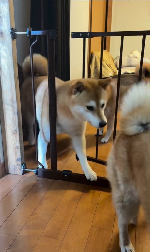 キッチンに侵入する柴犬たち9