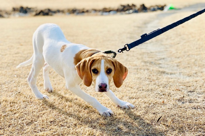 怖がる犬