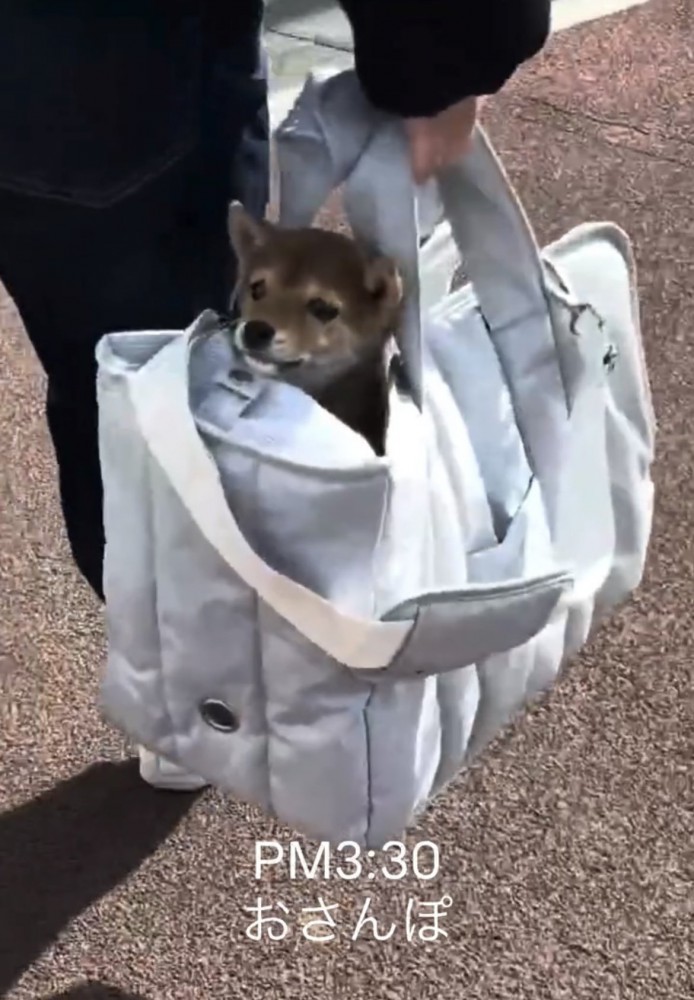 バッグから顔を出す子犬