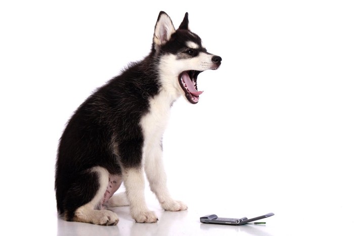 携帯電話の前に座って口を開けるハスキー犬