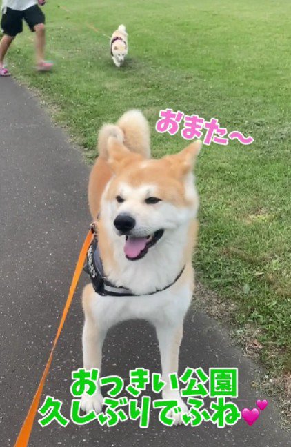 ドッグランは楽しい♪