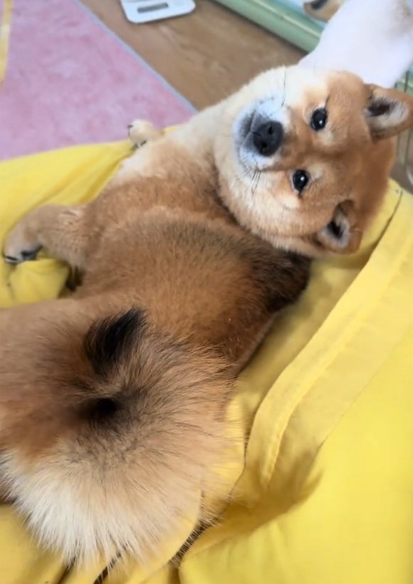 カメラ目線のりんちゃん