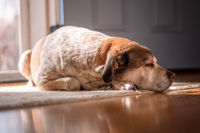 日差しの当たるドアの傍で眠る犬