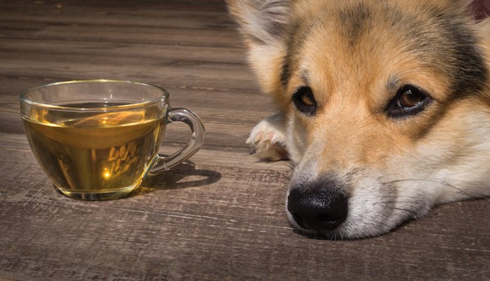 カップに入ったお茶のそばでくつろぐ犬