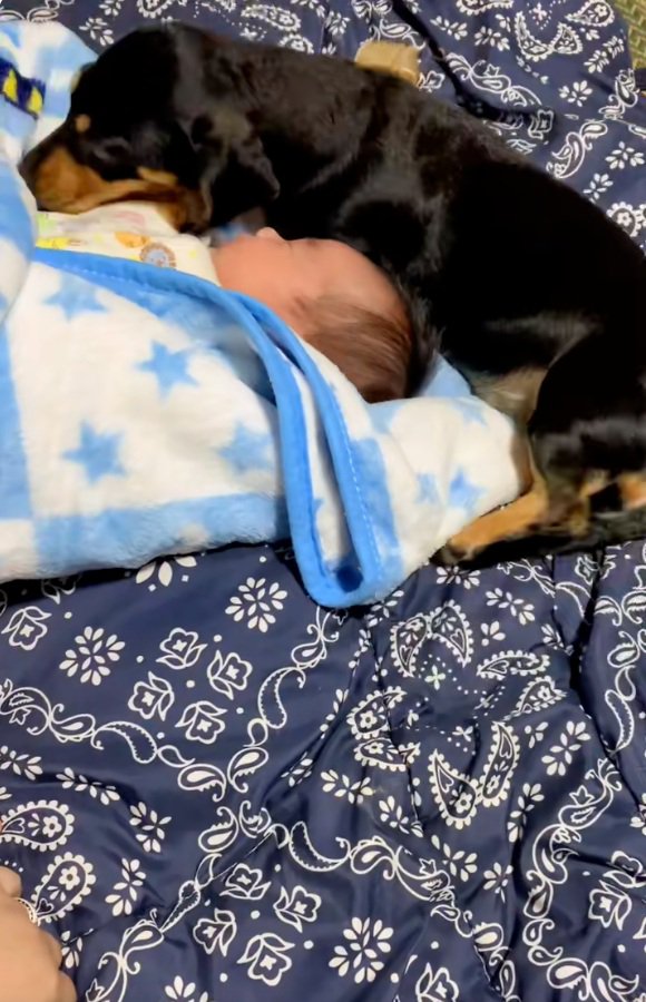 赤ちゃんに寄っていくワンコ