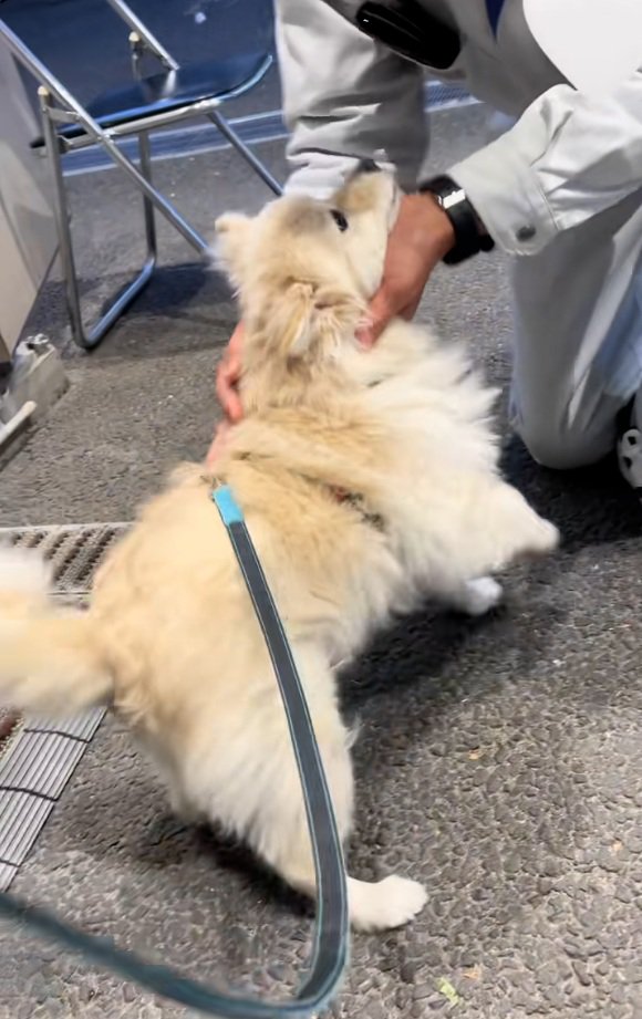 しゃがんで撫でるおじさん