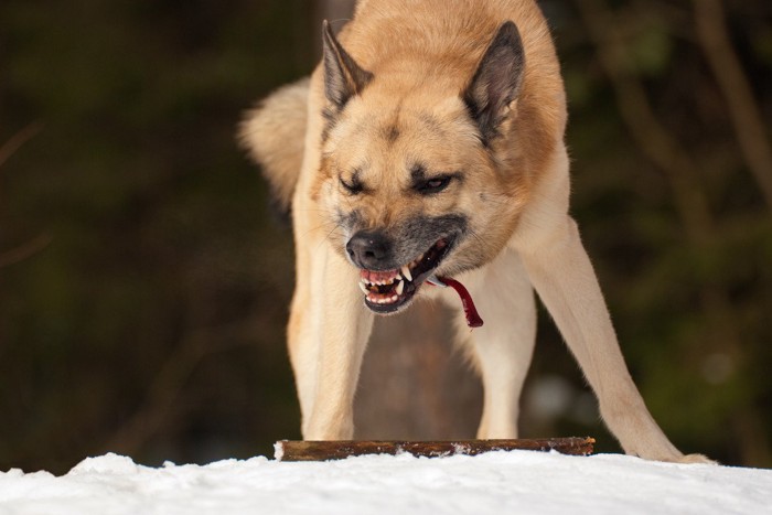 威嚇して犬歯を見せる犬