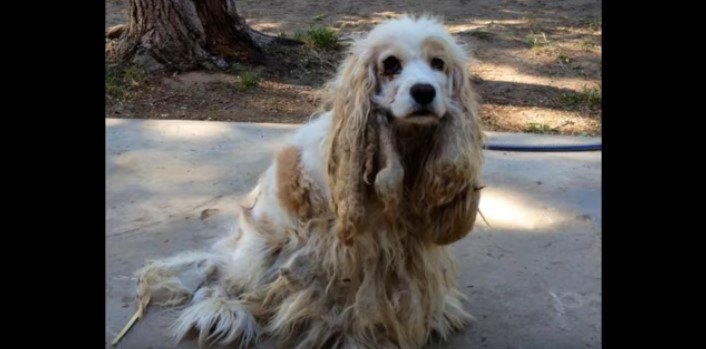 保護時の犬の様子