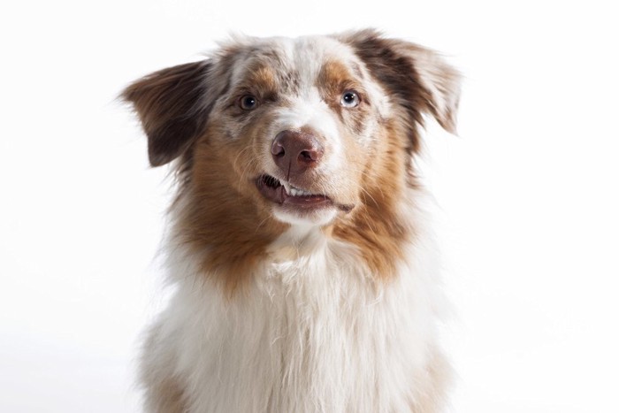 舌打ちするような顔の犬