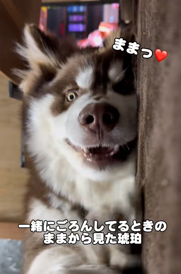 ママを見る琥珀くん