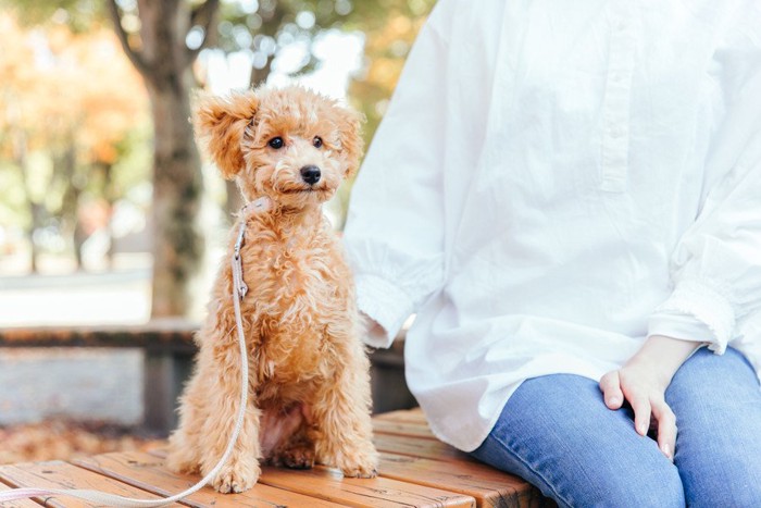 ベンチでお座りする犬