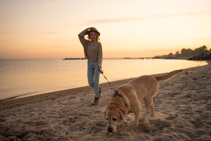 伸びるリードで浜辺を散歩する犬