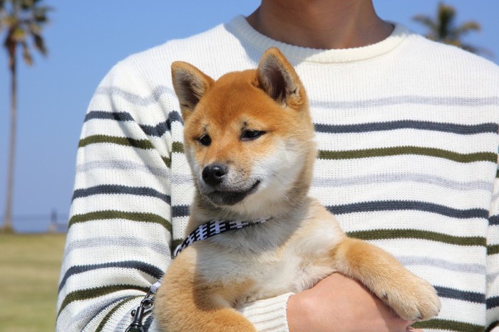 抱きかかえられた柴犬の子犬