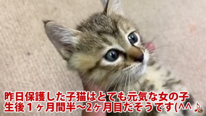 子猫・リタちゃん