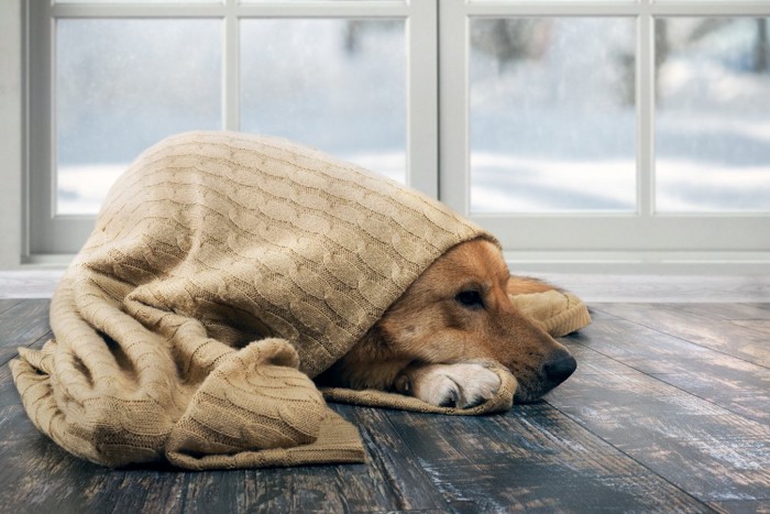 ブランケットに潜る犬