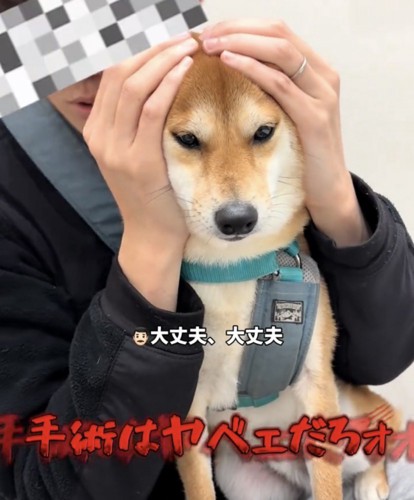 抱えられて正面を見る犬