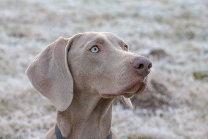 集中する犬