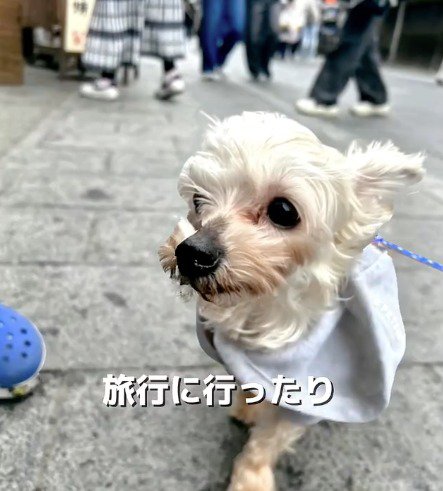 石畳を歩く犬