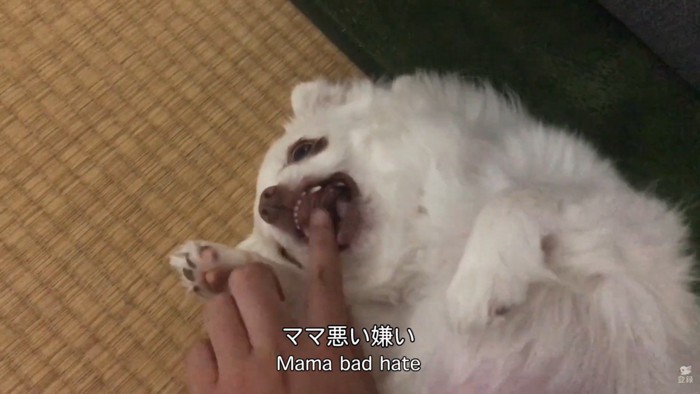 「許せない！噛みついてやる～っ」