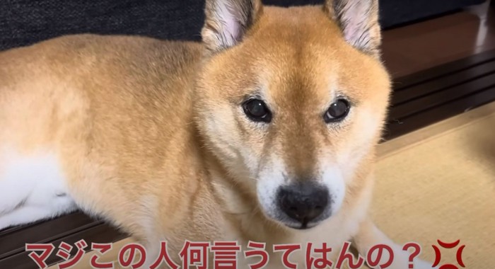 怒ってる柴犬