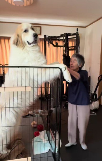 とっても大きなグレート・ピレニーズ!
