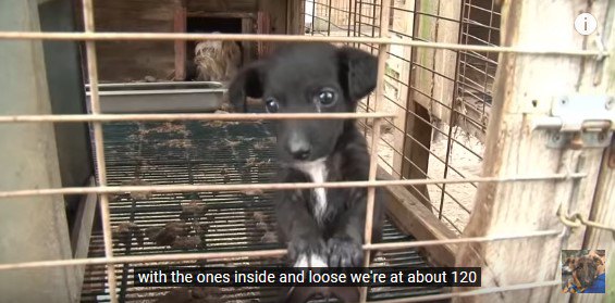 格子に前足をかけた子犬