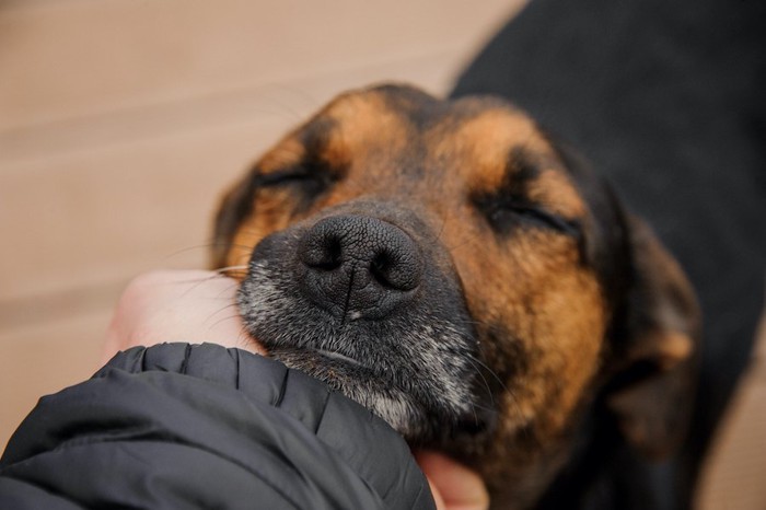 顎の下を撫でられて目を閉じる犬