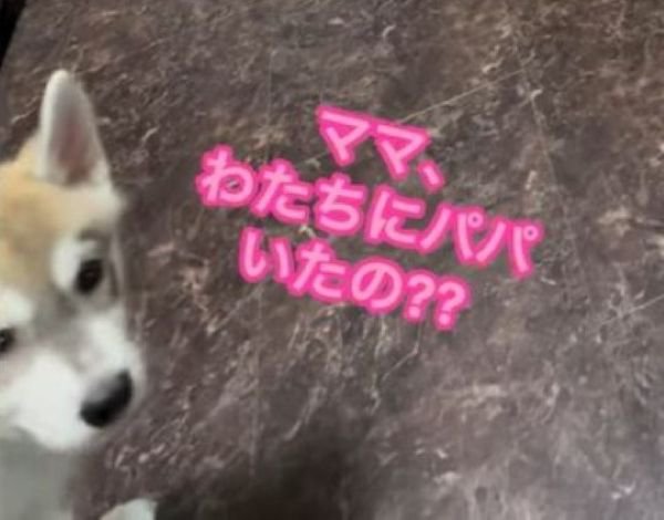 パパさん帰宅時のワンコたち⑩