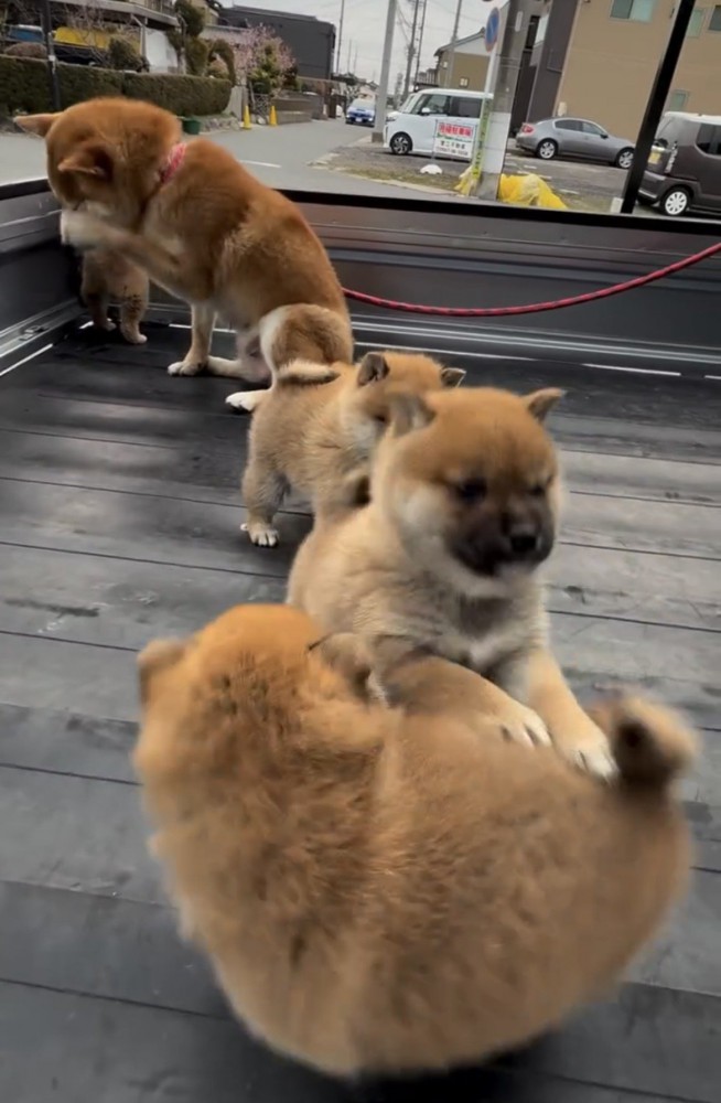 荷台でじゃれ合う子犬たち