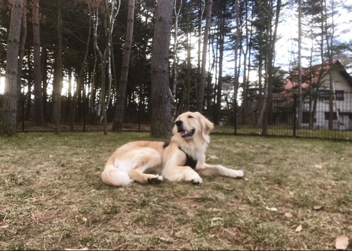 愛犬も大満足の様子