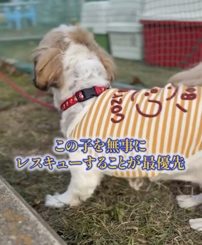 犬の後姿