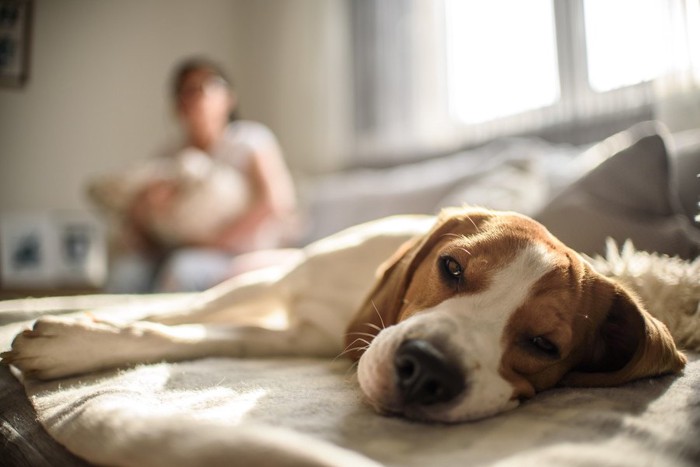 ソファーで寝そべる犬とひっそり見守る飼い主