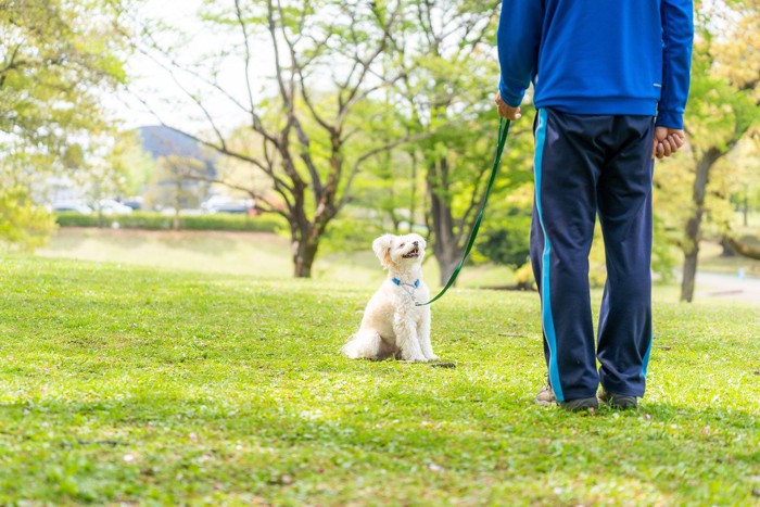 外でドッグトレーニングする白い犬