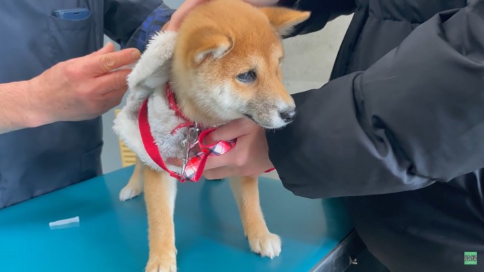 注射中のふうさん