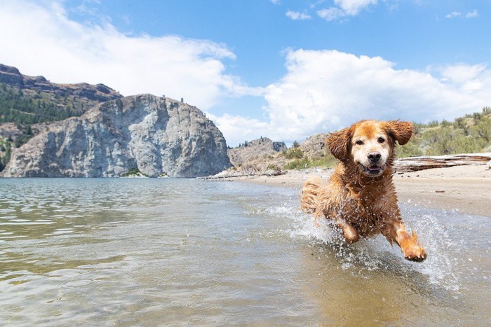 海辺を走る犬