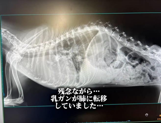 乳がんだったクッキーちゃん