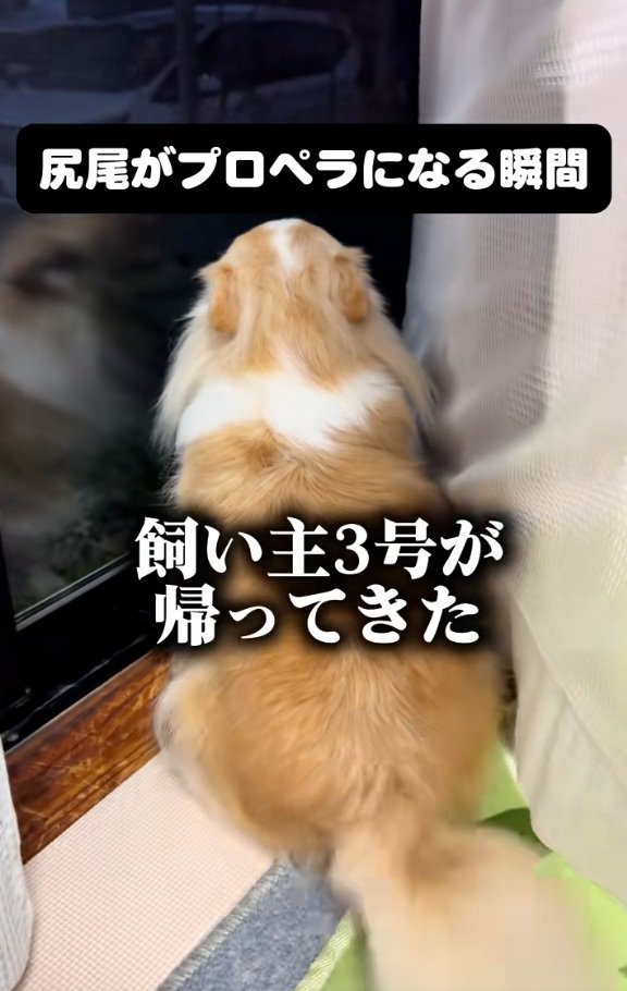 帰宅に気づいたチワワさん