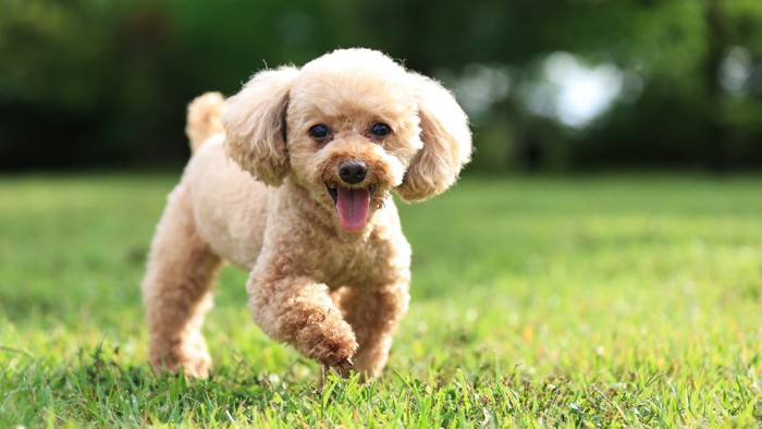 笑顔で近づいてくる犬