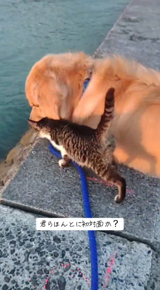 犬の近くに寄ってくる猫