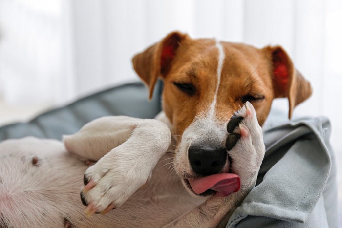 寝転がって手を舐める犬