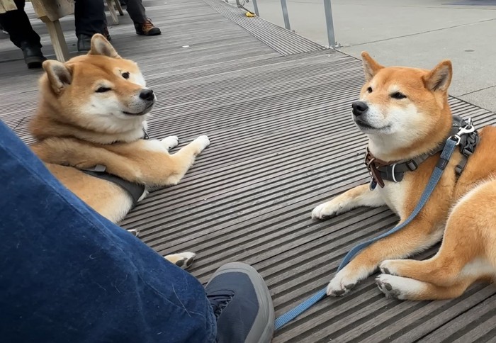 寝そべる犬達