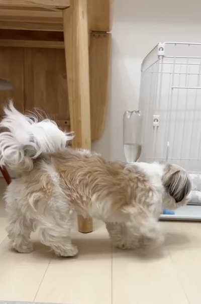ハウスに向かって歩く小型犬
