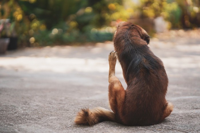 体を掻いている犬の後ろ姿