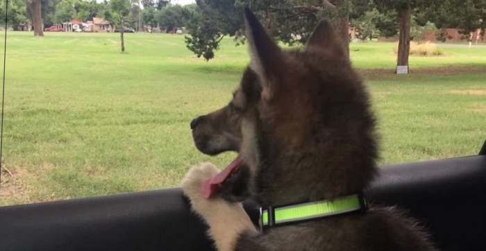 車窓から景色を眺める子犬