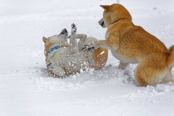 はしゃぐ２頭の柴犬