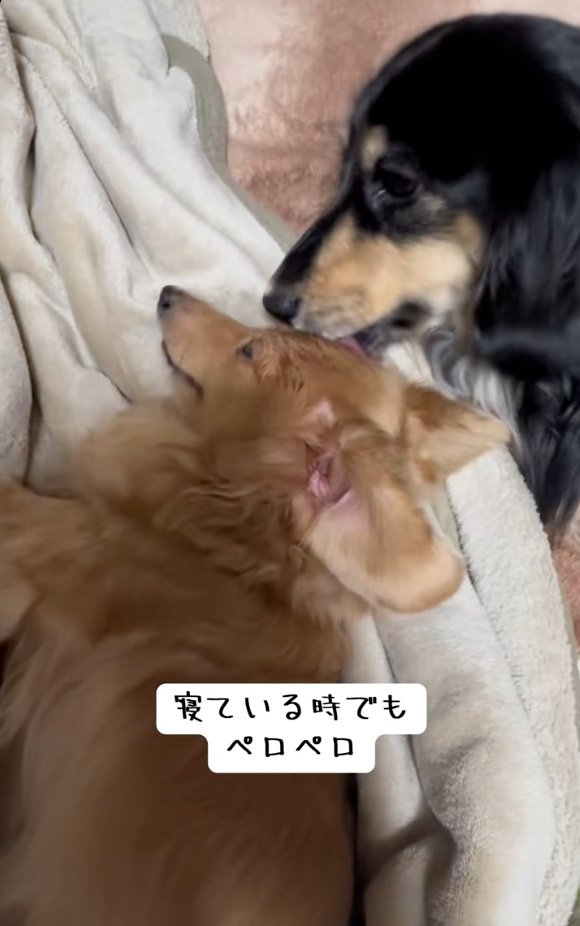 寝ている間も舐めるお殿くん